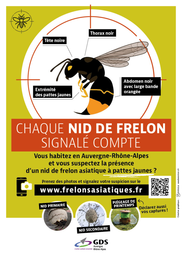 Le frelon asiatique : une menace pour la biodiversité et la sécurité